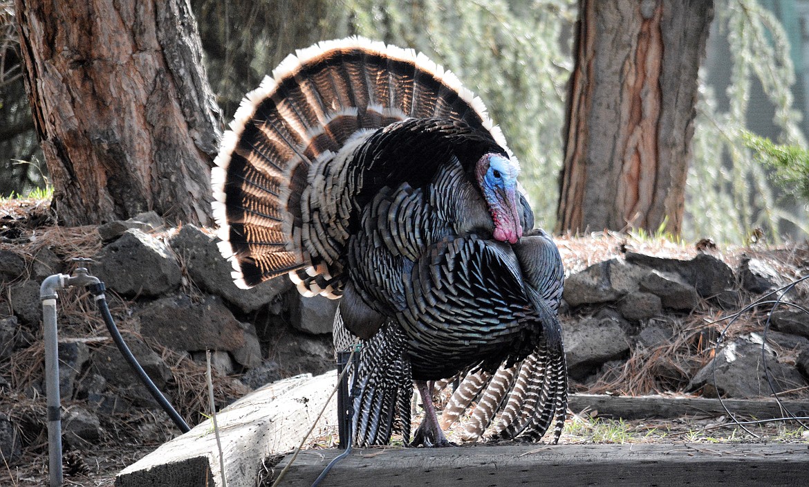 A gob of turkey hunting opportunities in the Panhandle Coeur d'Alene